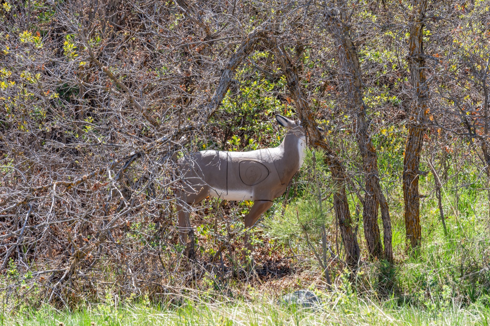 A life-size 3D deer target tucked into the brush along the course