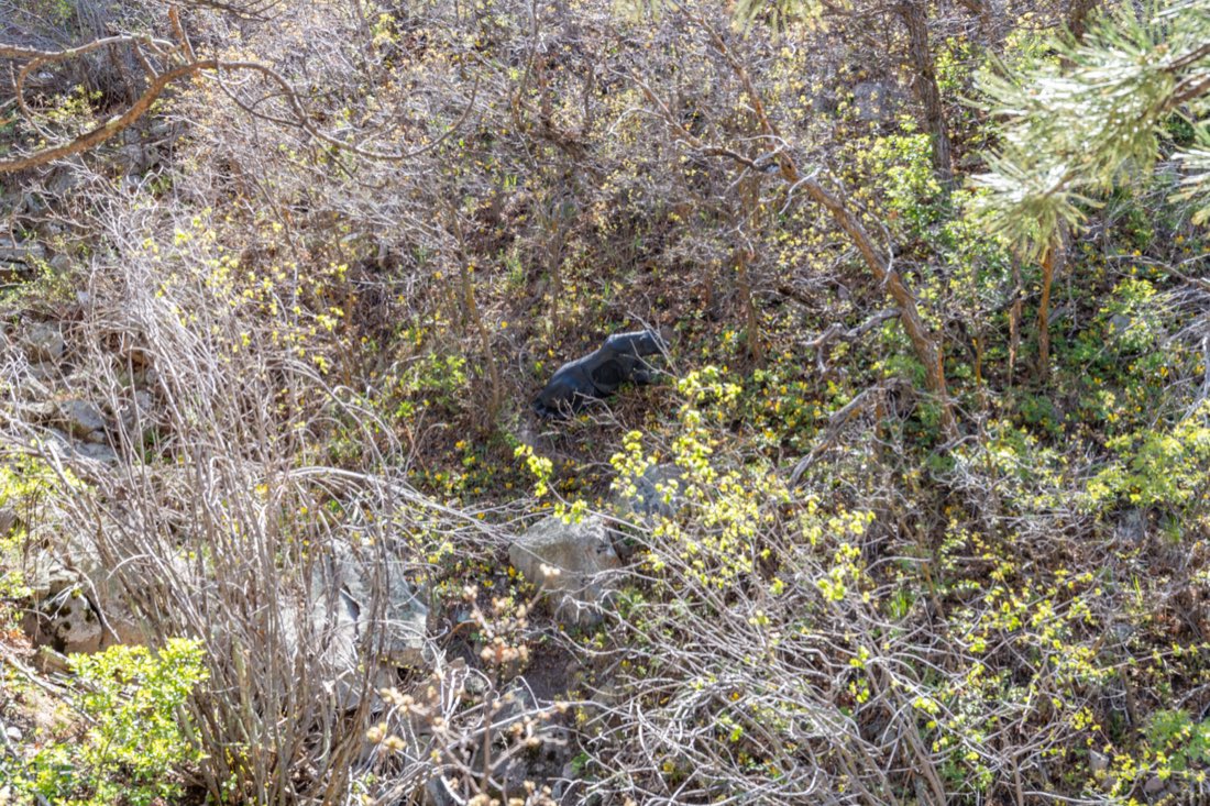 A 3D target hidden in the scrub oak