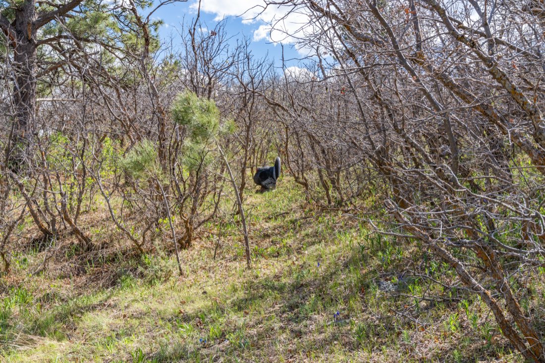 A target tucked into the brush mid-course