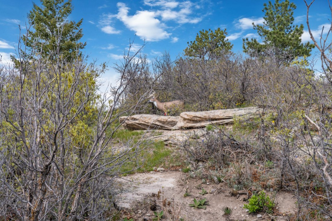 A 3D deer target perched on a rock outcrop under open sky