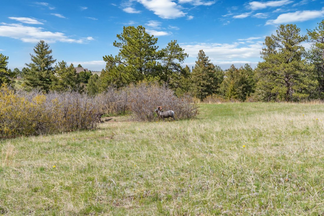 3D targets set across an open meadow
