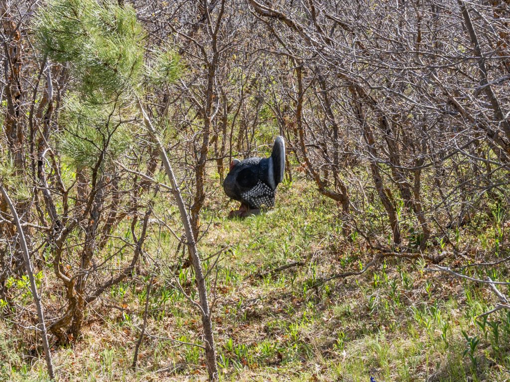 GROUND_SOH_ARCHERY_SMALL-37